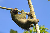 Brown-throated Three-toed Sloth (Bradypus variegatus), Manuel Antonio National Park, Costa Rica