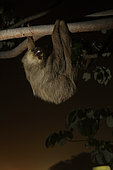 Hoffman's two-toed sloth (Choloepus hoffmanni) at night in urban area. Amador Causeway, Balboa, Panama, Isla Flamenco, Isla Perico, Isla Naos, Pacific Ocean