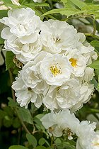 Rose tree 'Irène av Denmark' in bloom in a garden