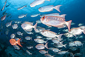 School of Moontail bullseye (Priacanthus hamrur) off Praslin, Seychelles