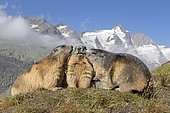 Alpine marmot (Marmota marmota), group in front of Grossglockner, High Tauern National Park, Austria, Europe