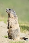 Alpine marmot (Marmota marmota), High Tauern National Park, Carinthia, Austria, Europe