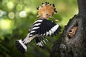 Hoopoe (Upupa epops) feeding his young at nest