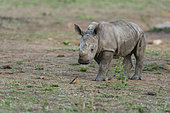 Young White Rhinocéros (Ceratotherium simum) looking a Red-billed Oxpecker, Kruger national park, South Africa,
