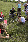 Entomological release, ants, animation of the Vivarium du Moulin, Bollenberg hill, Orschwihr, Haut Rhin, France