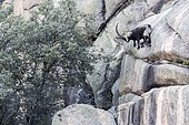 Spanish ibex (Capra pyrenaica)male on rock, Guadarrama National Park, Madrid, Spain