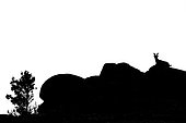 Spanish ibex (Capra pyrenaica), Silhouette on rock, Guadarrama National Park, Spain