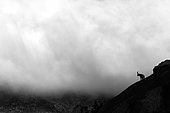 Spanish ibex (Capra pyrenaica), Silhouette on rock, Guadarrama National Park, Spain