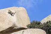 Spanish ibex (Capra pyrenaica) male on rock, Guadarrama National Park, Madrid, Spain