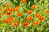 Hélianthème orange à coeur rouge, Helianthemum 'Ben Alder'