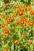 Hélianthème orange à coeur rouge, Helianthemum 'Ben Alder'