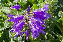 Giant bellflower, Campanula latifolia var. macrantha, flowers