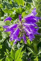 Giant bellflower, Campanula latifolia var. macrantha, flowers