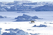 Ours polaire (Ursus maritimus) sur la banquise du Scoresbysund, Groenland