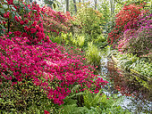 Rhododendron 'Addy Wery', Rhododendron 'Maxwellii', Parc Floral de Vincennes, Paris, France
