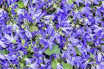 Serbian bellflower 'Blue Waterfall', Campanula poscharskyana 'Blue Waterfall', flowers