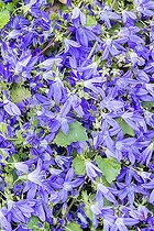 Serbian bellflower 'Blue Waterfall', Campanula poscharskyana 'Blue Waterfall', flowers