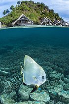 Mid-air mid-water view of a Tiera batfish (Platax teira) in front of Misool Eco Resort, Raja Ampat, Indonesia
