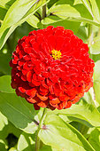Zinnia elegans 'Super Yoga'