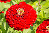 Zinnia elegans 'Super Yoga'