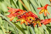 Swan Crocosmia, Crocosmia masoniorum 'Orangerot', flowers