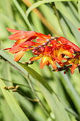 Swan Crocosmia, Crocosmia masoniorum 'Orangerot', flowers