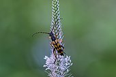 Spotted longhorn (Rutpela maculata), Upper Austria, Austria, Europe