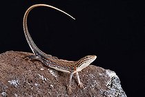 Lézard orné (Nucras ornata), Afrique australe