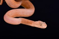 A very rare (one in the world) Leucistic Mangrove pit viper (Trimeresurus purpureomaculatus)
