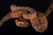 Wirot’s Pit Viper (Trimeresurus wiroti) is a highly cryptic tree viper species found in Thailand and Malaysia.