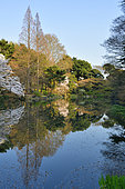 Japanese flowering cherry trees (Prunus serrulata) in bloom, Shinjuku Park, Tokyo, Japan