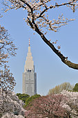 Japanese flowering cherry trees (Prunus serrulata) in bloom, Shinjuku Park, Tokyo, Japan