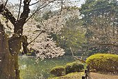 Japanese flowering cherry trees (Prunus serrulata) in bloom, Shinjuku Park, Tokyo, Japan