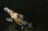 Platypus (Ornithorhynchus anatinus) swimming in a river, Australia