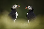 Two Puffins (Fratercula arctica) off the coast of Pembrokeshire in the UK.