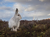 A Mountain Hare (Lepus timidus) looks on in the Cairngorms National Park, UK.