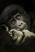 Un jeune gorille de montagne (Gorilla beringei beringei) repose dans l'étreinte de sa mère dans les lointaines forêts tropicales d'Afrique.