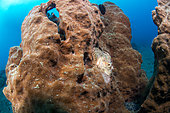 Scorpionfish (Scorpaenopsis sp) on a sponge, Lembeh Strait, Indonesia