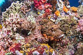 Scorpionfish (Scorpaenopsis sp) on the reef, Bangka Island, Indonesia