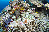 Scorpionfish (Scorpaenopsis sp) on the reef, Bangka Island, Indonesia