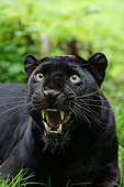 Black panther (Panthera pardus) snarling