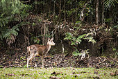Young Timor Deer (Cervus timorensis) in a rain forest, Blue River Provincial Park, Natural Environment of the Kagu, South Province, New Caledonia.