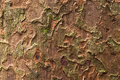 Koghis kauri (Agathis lanceolata) bark, Moist Forest, Natural Environment of the Crested Cagus, Blue River Park, New Caledonia.