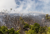 Niaouli (Melaleuca quinquenervia) savanna fire in the municipality of Poya. New Caledonia.