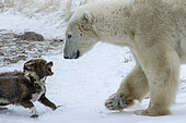 Polar bear rapproaching a canadian eskimo dog, Manitoba, Canada