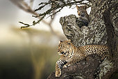 Leopard (Panthera pardus), mother and baby resting on acacia tree, Serengeti, Tanzania