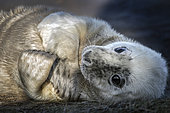 Portrait of young gray seal (Halichoerus grypus), Louth, Donna Nook, UK