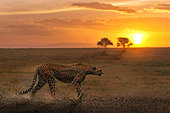 Cheetah (Acinonyx jubatus) walking at sunset, Serengeti Tanzania