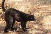 Black lemur (Eulemur macaco) adult male ashore in a clearing observing, North West, Madagascar