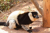 Ruffed lemur (Varecia variegata) adult on ground in forest, east coast, Madagascar